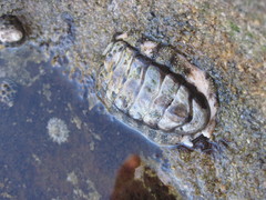 Chiton