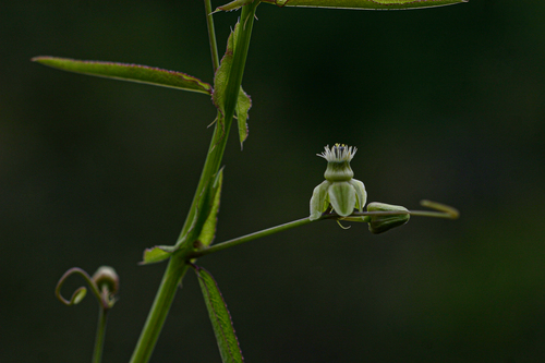 Basananthe apetala