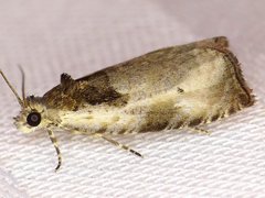 Olethreutes punctanum