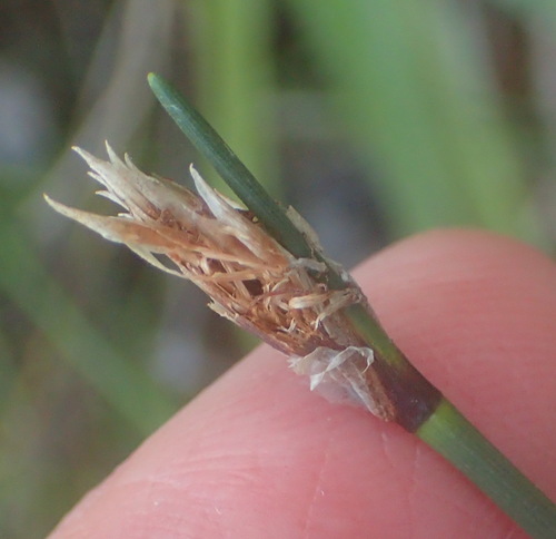 Image of Ficinia deusta by (c) Nicola van Berkel, some rights reserved (CC BY-SA)
