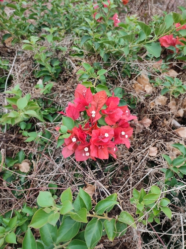 Bougainvillea spectabilis image