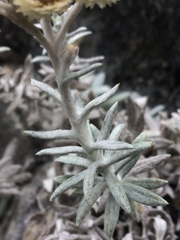 Anaphalis nepalensis