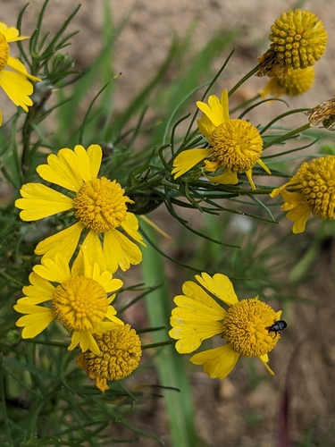 Bitterweed