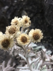 Anaphalis nepalensis