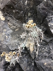 Anaphalis nepalensis