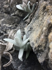 Anaphalis nepalensis