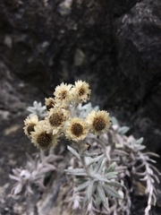 Anaphalis nepalensis