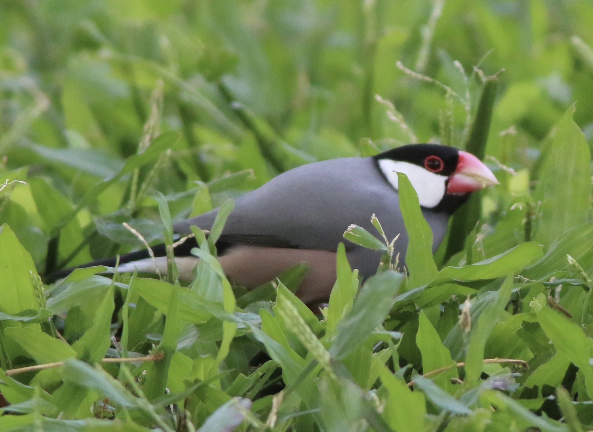 Java Sparrow illustration