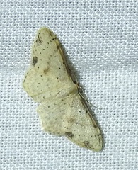 Idaea halmaea