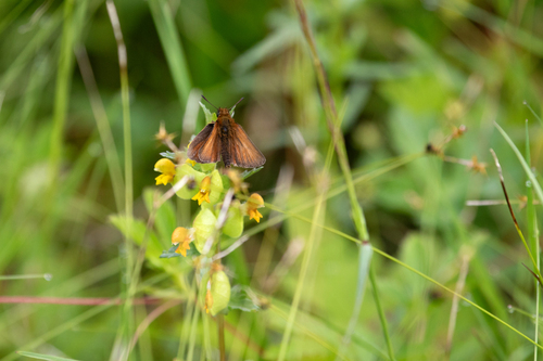 Essex Skipper photo 4