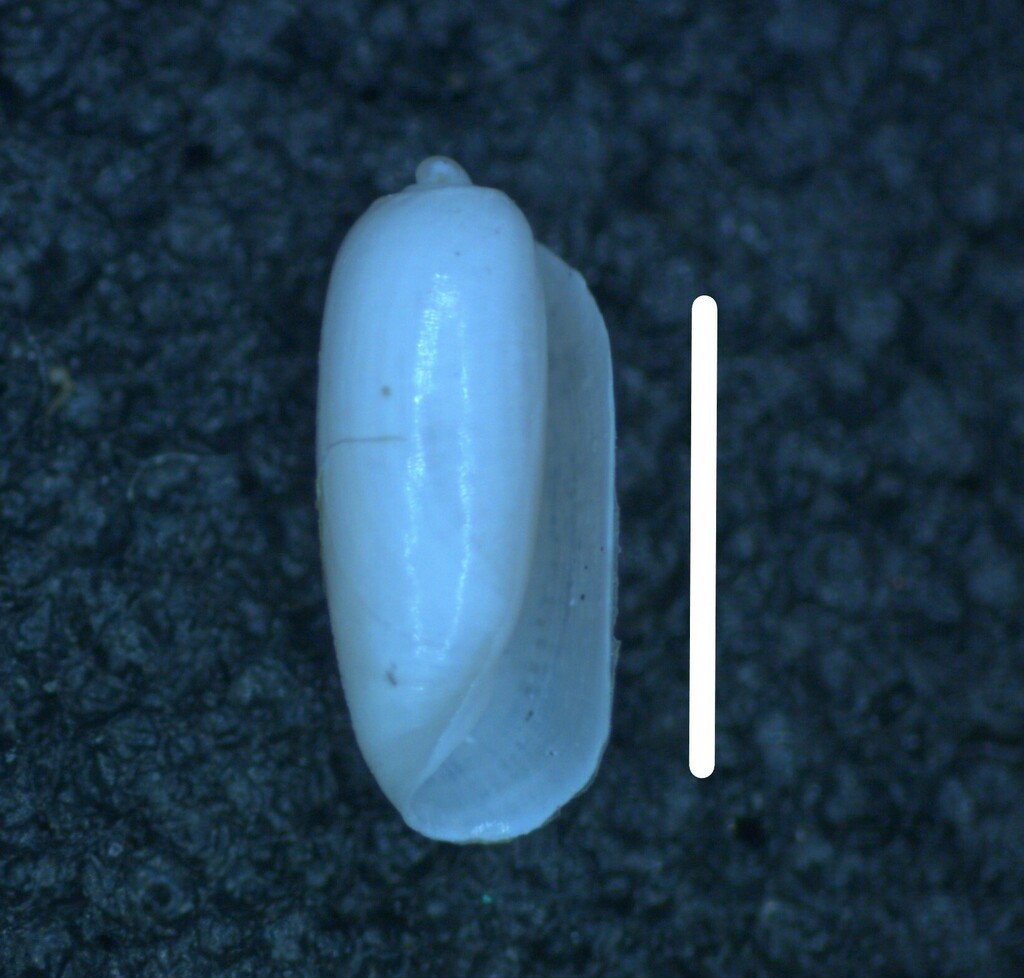 Acteocina recta
