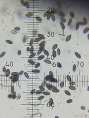 Mycocalicium subtile
