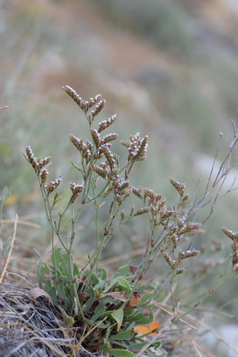 Lamsoor van Patrimonio (Limonium patrimoniense)