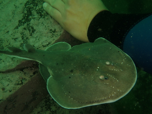 Apron ray (Discopyge tschudii) — Narcinidae — 5