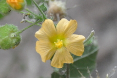 Pseudabutilon ellipticum