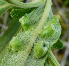 Rhopalomyia audibertiae