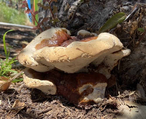 Ganoderma polychromum