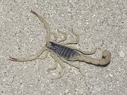 Anza-Borrego Hairy Scorpion photo 5