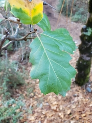 Quercus × morehus