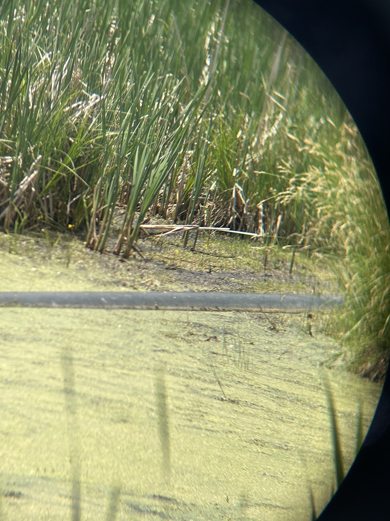 Life from VadnaisSnail Lakes Regional Park, Vadnais Heights, MN, US on