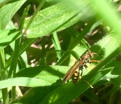 Polistes weyrauchorum