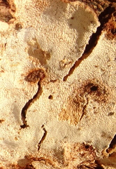 Perenniporia tenuis