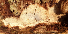 Perenniporia tenuis