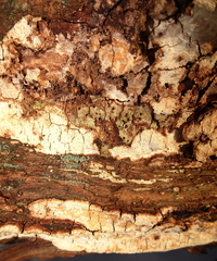 Perenniporia tenuis
