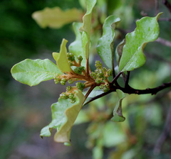 Olearia paniculata