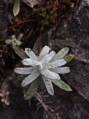 Anaphalis nepalensis