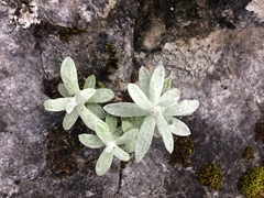 Anaphalis nepalensis