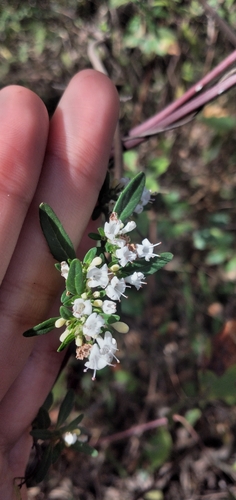 Image of Clinopodium bolivianum by no rights reserved