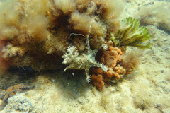 Hapalochlaena maculosa