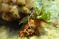 Hapalochlaena maculosa