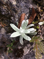 Anaphalis nepalensis