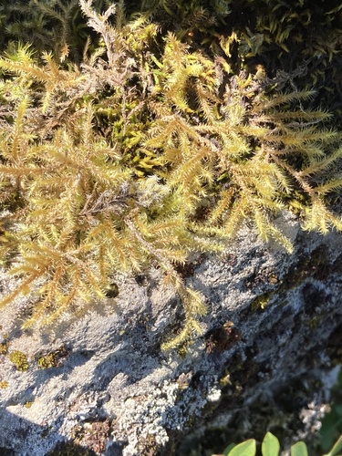 kostrbatec remeňovitý (Rhytidiadelphus loreus)
