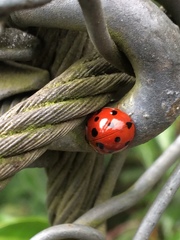 Harmonia dimidiata