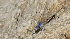 Argia munda
