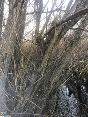 Salix