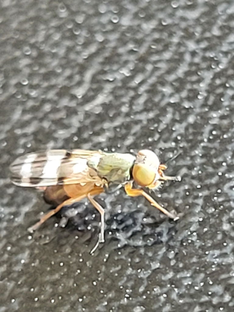 Chaetopsis debilis
