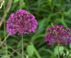 Allium aflatunense