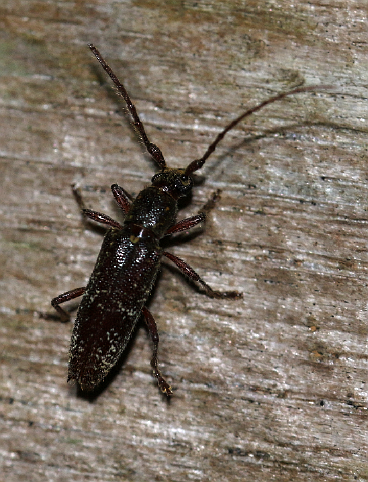 Elaphidion glabriusculum