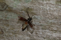 Elaphidion glabriusculum