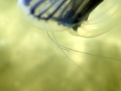 Aequorea forskalea