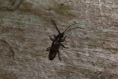 Elaphidion glabriusculum