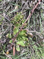 Dudleya farinosa