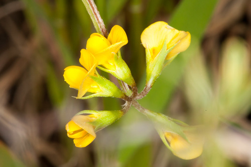 Caterpillar-plant