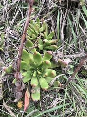 Dudleya farinosa
