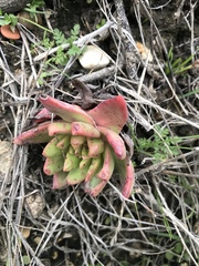 Dudleya farinosa