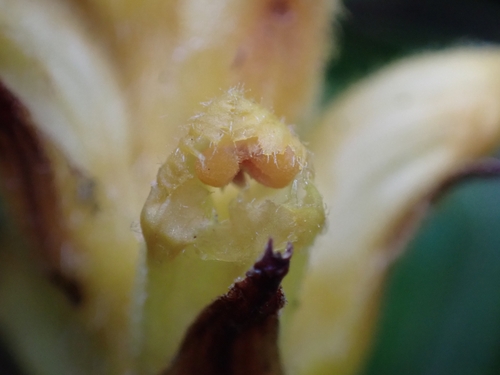 Image of Orobanche salviae by (c) Elias, some rights reserved (CC BY)